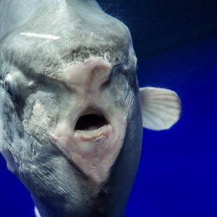 サンシャイン水族館5