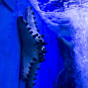 サンシャイン水族館6