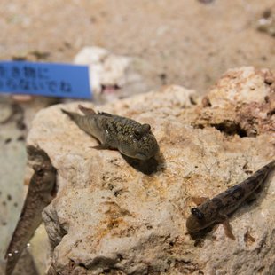 サンシャイン水族館7