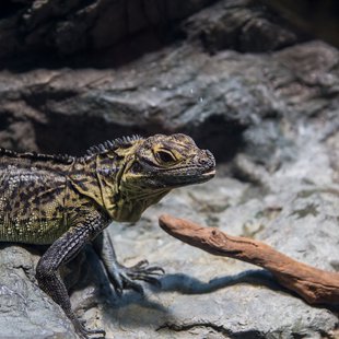 サンシャイン水族館9