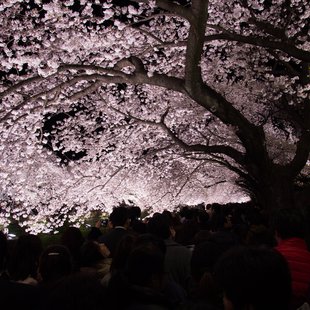 野川の桜ライトアップ1