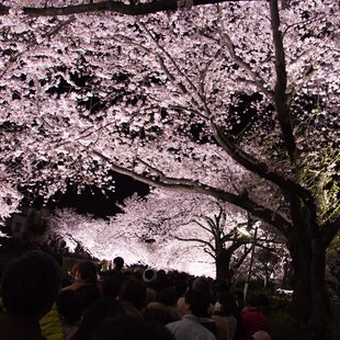 野川の桜ライトアップ2