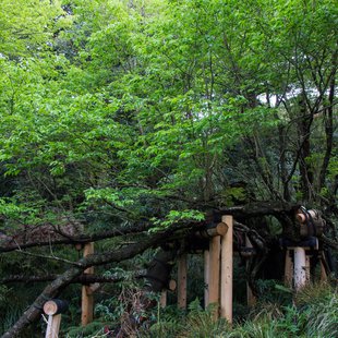 伊豆大島_島内最古のオオシマザクラ株...の一部