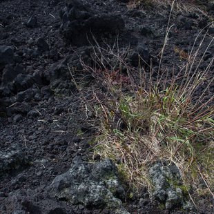 伊豆大島_溶岩の跡に草生えてる
