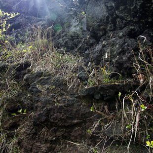 伊豆大島_真ん中に登山道が埋もれてる1