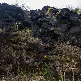 伊豆大島_真ん中に登山道が埋もれてる2
