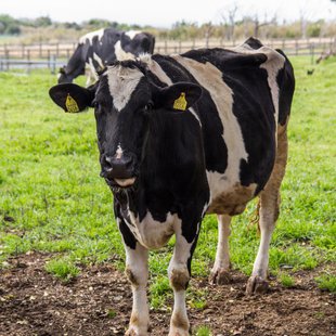 伊豆大島_ぶらっとハウスの牛