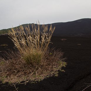 伊豆大島_ススキ、ハチジョウススキ？