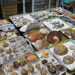 伊豆大島_貝の博物館 ぱれ・らめーる1