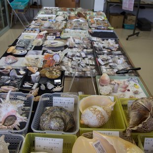 伊豆大島_貝の博物館 ぱれ・らめーる2