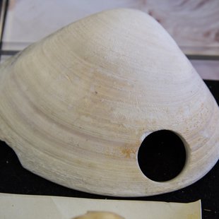 伊豆大島_貝の博物館 ぱれ・らめーる3 碁の材料