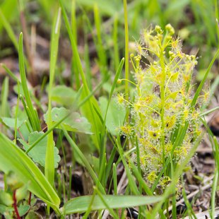 成東東金食虫植物群落