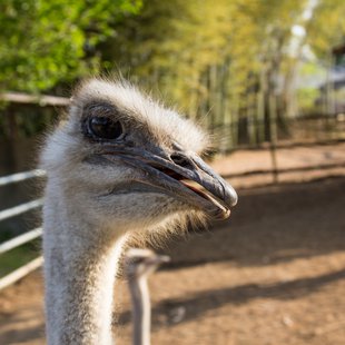 石岡ダチョウ王国10