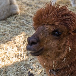 石岡ダチョウ王国11