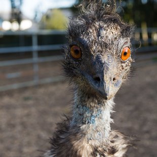 石岡ダチョウ王国12
