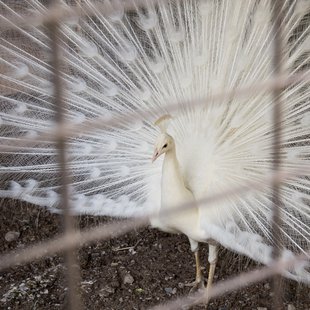 石岡ダチョウ王国13