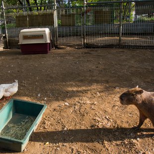 石岡ダチョウ王国15