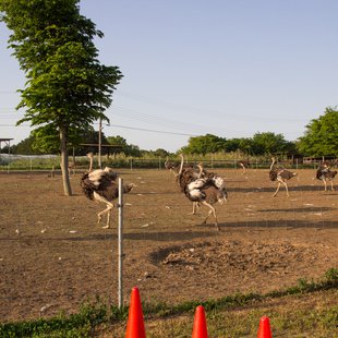 石岡ダチョウ王国17