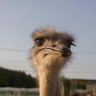 石岡ダチョウ王国18