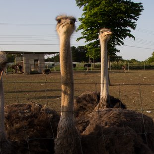 石岡ダチョウ王国19