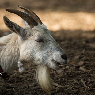 石岡ダチョウ王国1