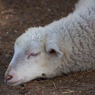石岡ダチョウ王国2