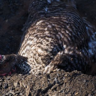 石岡ダチョウ王国3