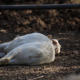 石岡ダチョウ王国4