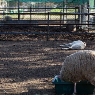 石岡ダチョウ王国5