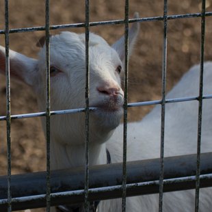 石岡ダチョウ王国6