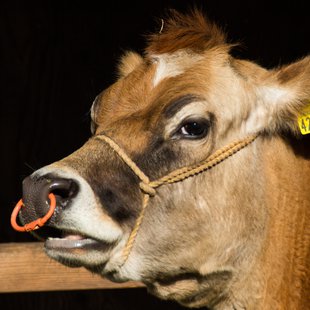 石岡ダチョウ王国7
