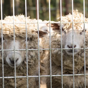 石岡ダチョウ王国8