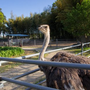 石岡ダチョウ王国9
