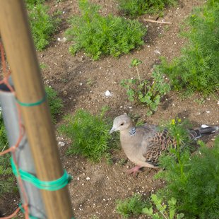 東京都薬用植物園10