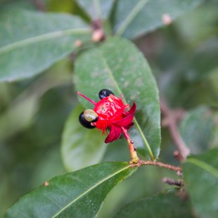 東京都薬用植物園11