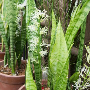 東京都薬用植物園12