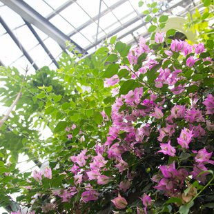 東京都薬用植物園13