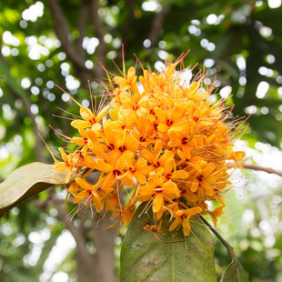 東京都薬用植物園14
