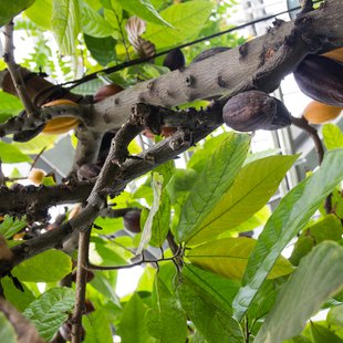 東京都薬用植物園15