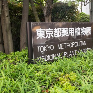 東京都薬用植物園16
