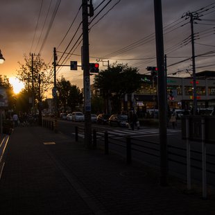 東京都薬用植物園17