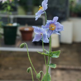 東京都薬用植物園1
