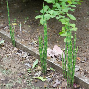 東京都薬用植物園2