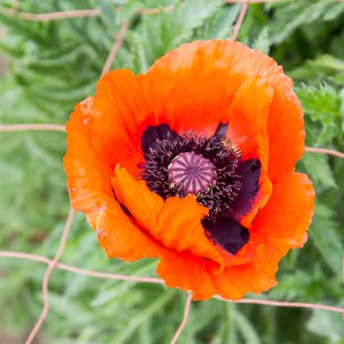 東京都薬用植物園3