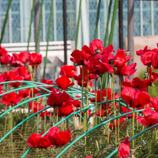 東京都薬用植物園4