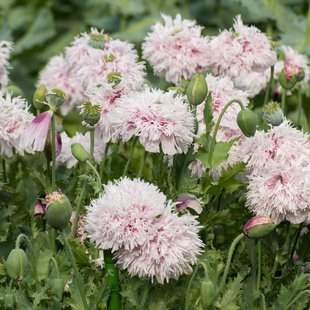 東京都薬用植物園5