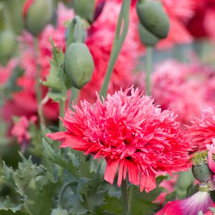 東京都薬用植物園6