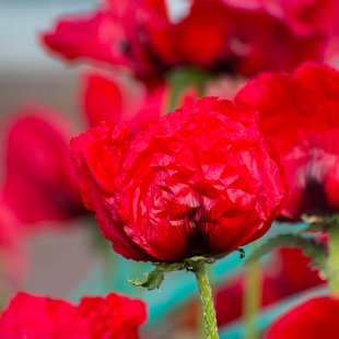 東京都薬用植物園7