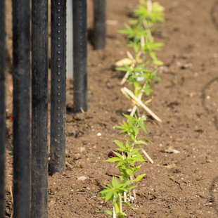 東京都薬用植物園8