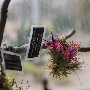 筑波実験植物園1